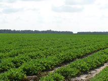 WE CAN ALSO HELP YOU FIND THE PROPERTY YOU ARE LOOKING FOR.